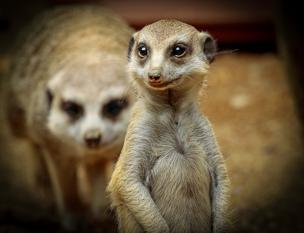 An adult meerkat stands at alert while his comrade plays behind him.