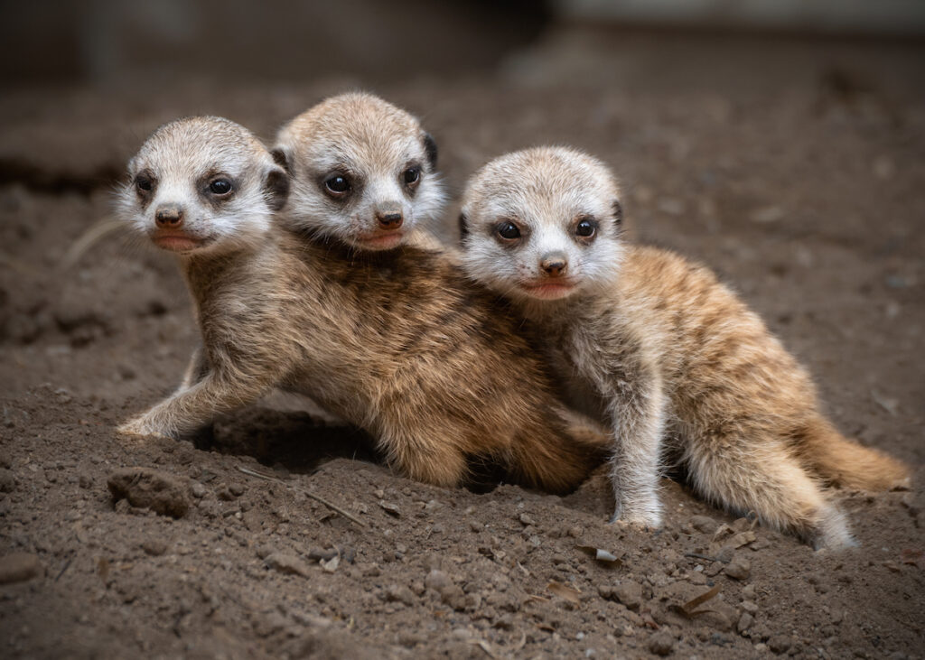 A trio of tiny meerkats stand at attention with their front paws poised for action.