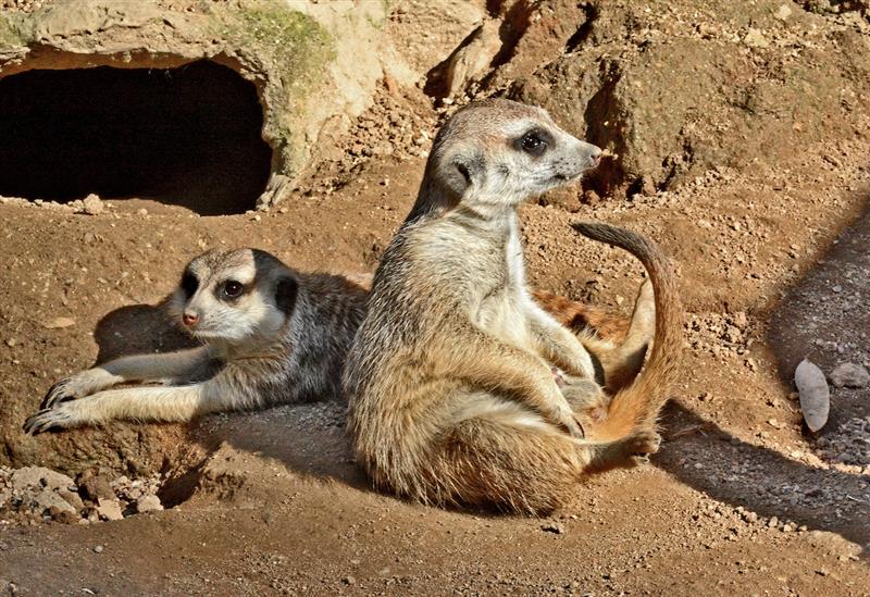 Two meerkats rest together, sitting and stretching out in the sand.