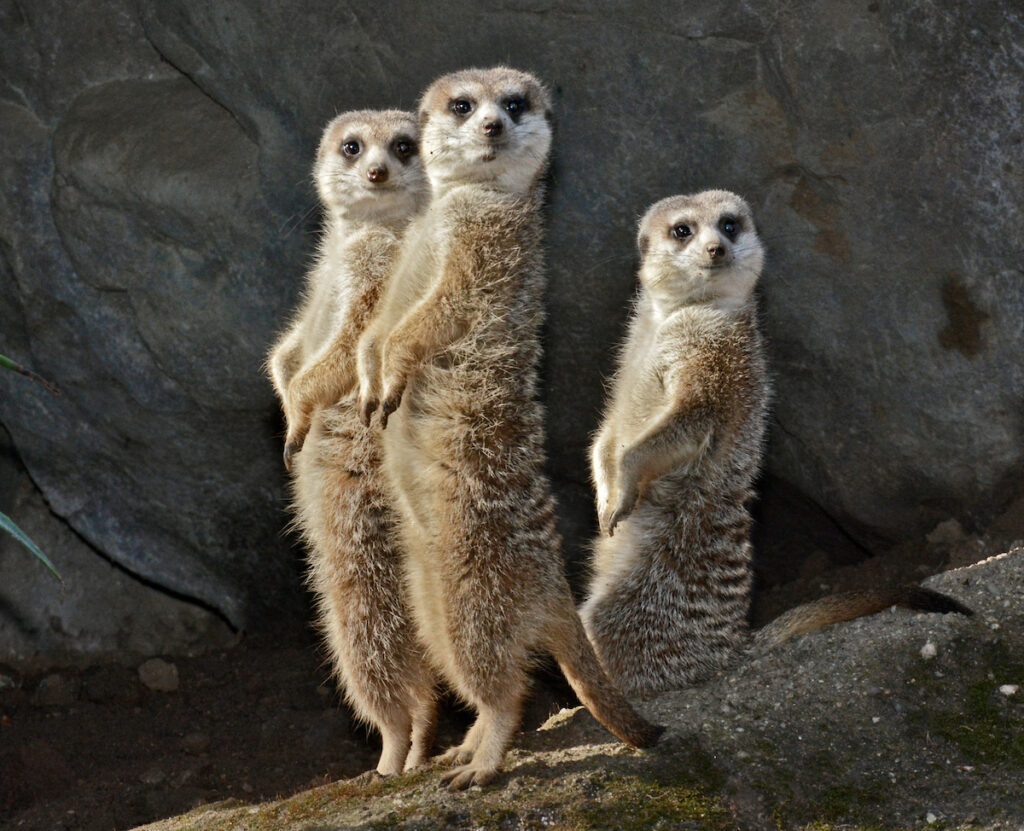 A trio of tiny meerkats stand at attention with their front paws poised for action.