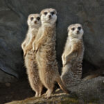 A trio of tiny meerkats stand at attention with their front paws poised for action.