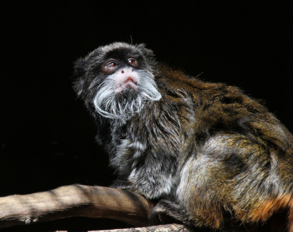 A brown monkey with long fur and a tiny white beard looks over its shoulder.