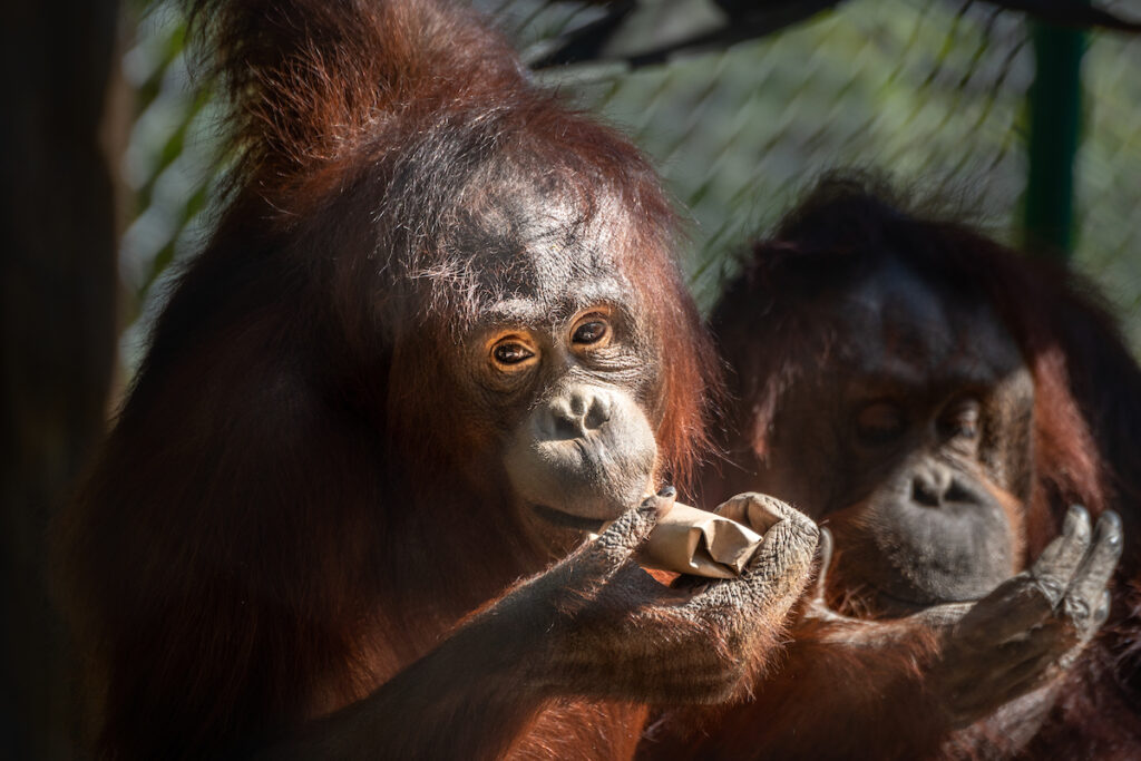 A female orangutan pulls a treat from its container.