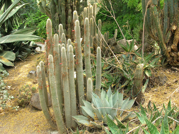 Succulent and cactus garden