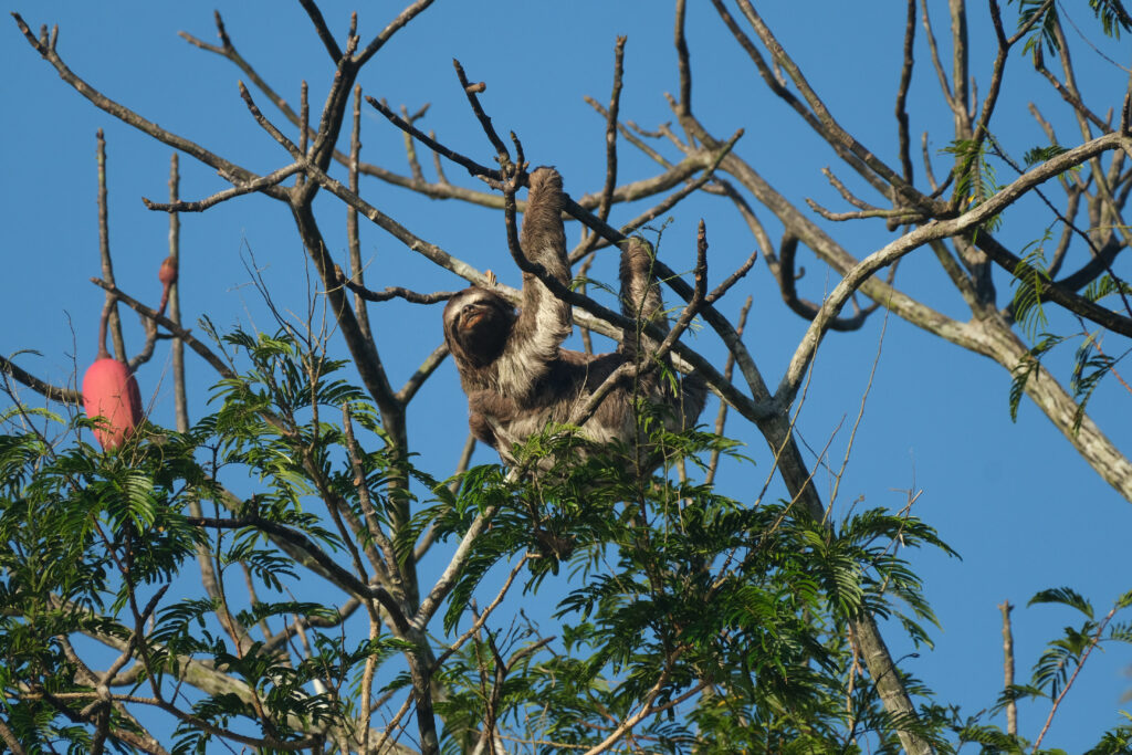 a wild sloth among the branches of a tree in Peru