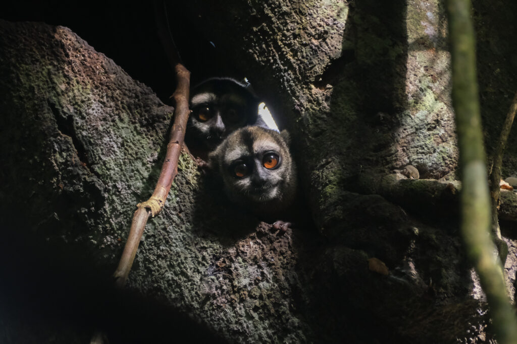 two loris in a tree