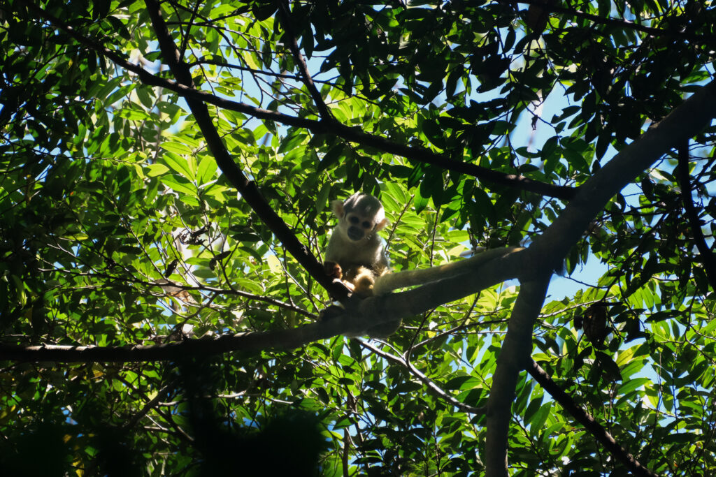 a wild squirrel monkey looking toward the camera from a tree branch