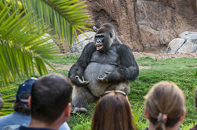 LA Zoo gorilla and onlookers during Gorilla Family Time.