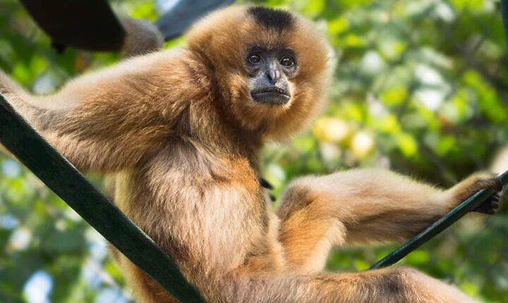 A female gibbon with buff colored fur and a black marking on her hand sits on a vine surrounded by foliage