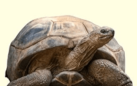 tortoise