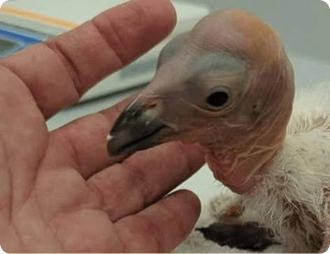 condor chick