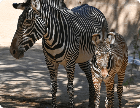 zebras