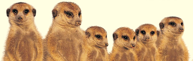 meerkats